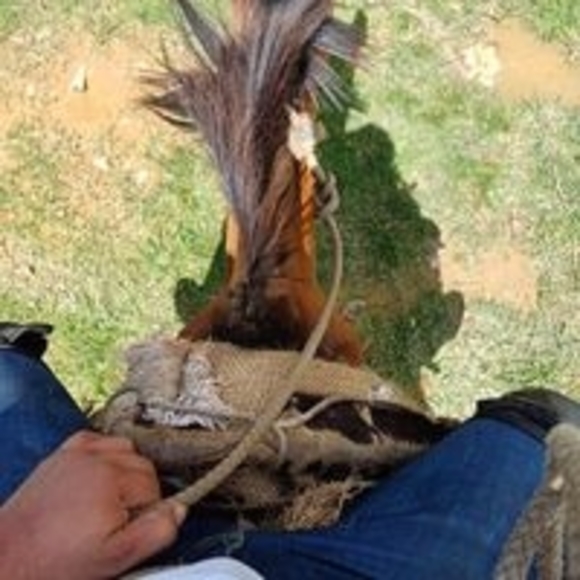 Meet your Posher, Wilson - Picture 1 of 1